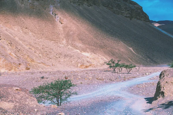 Dry riverbed, wilderness. Desert nature landscape. Trees along dry riverbed.