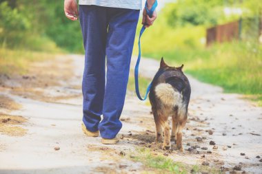İnsan ve köpek en iyi arkadaşlardır. Adam köpeğe tasma takıyor, yazın çamurlu bir yolda kameraya doğru yürüyor.