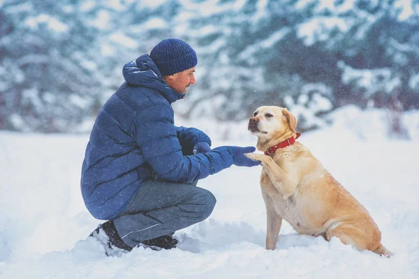 A human and dog are best friends. The man with the dog sitting in a snowy pine wood in winter. Trained Labrador retriever dog extends the paw to the man