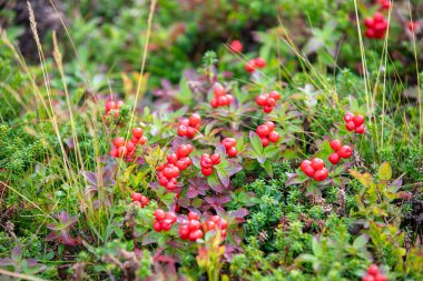 Lingonberry (Aşı vitis-idaea) bir bataklıkta yetişir. Doğa arkaplanı