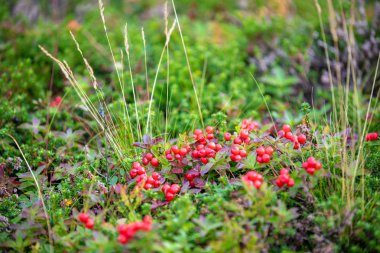 Lingonberry (Aşı vitis-idaea) bir bataklıkta yetişir. Doğa arkaplanı