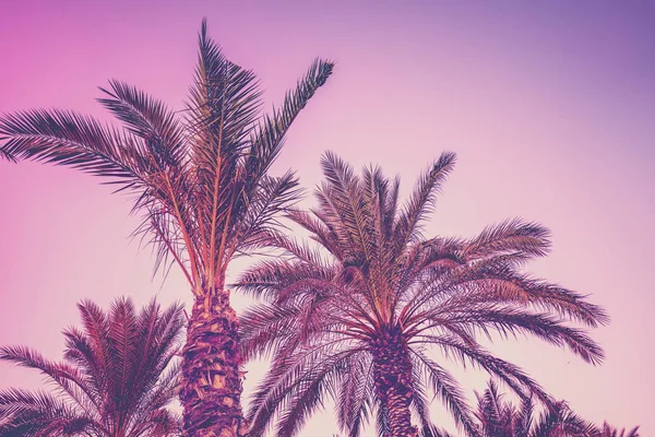 Row Tropic Palm Trees Sunset Sky Silhouette Tall Palm Trees — Stock Photo, Image