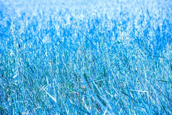 Sonbahar Doğa Çim Arka Plan Mavi Renkli Soyut Çimenli Arka — Stok fotoğraf