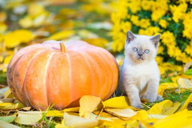 Küçük bir kedi yavrusu büyük bir balkabağının yanında oturuyor. Sonbahar bahçesinde düşen yapraklara bir kedi yavrusu oturur.