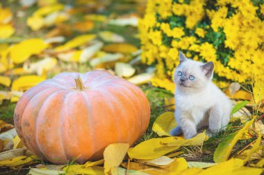 Küçük bir kedi yavrusu büyük bir balkabağının yanında oturuyor. Sonbahar bahçesinde düşen yapraklara bir kedi yavrusu oturur.