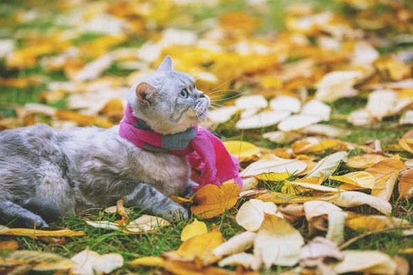 Niedliche Katze Mit Rosa Grauem Strickschal Sitzt Auf Gelbem Laub — Stockfoto