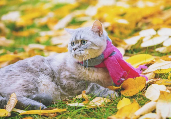 Niedliche Katze Mit Rosa Grauem Strickschal Sitzt Auf Gelbem Laub — Stockfoto