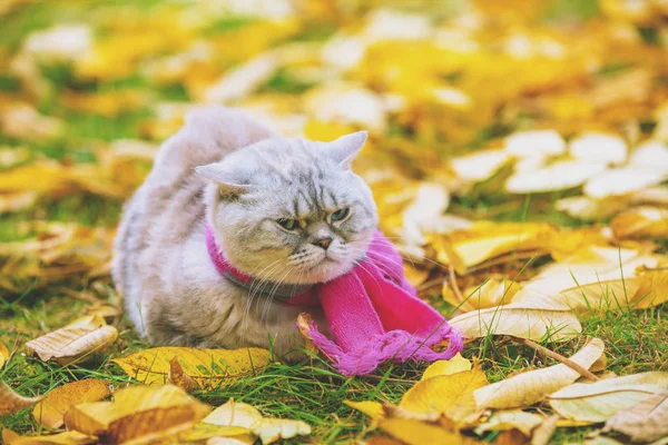 Leuke Kat Met Een Roze Grijze Gebreide Sjaal Zittend Geel — Stockfoto