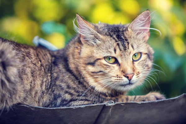 Siberian Cat Lies Metal Roof Booth Yard — Stock Photo, Image