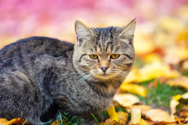 Mignon Chat Gris Assis Sur Les Feuilles Tombées Dans Jardin — Photo