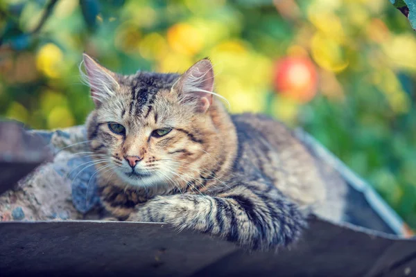 แมวไซบ ยอย บนหล งคาโลหะของบ ธในสวน — ภาพถ่ายสต็อก