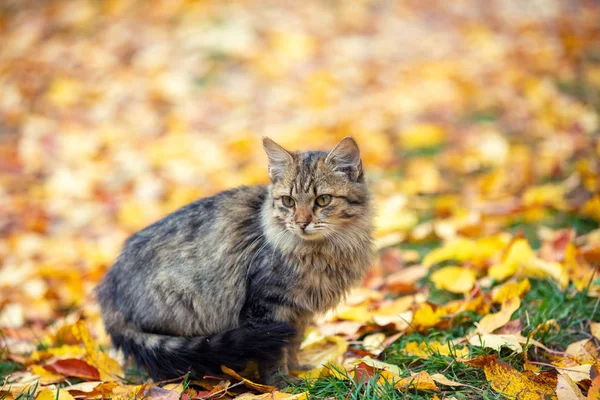 Lindo Gato Siberiano Sentado Sobre Las Hojas Caídas Jardín Otoño — Foto de Stock