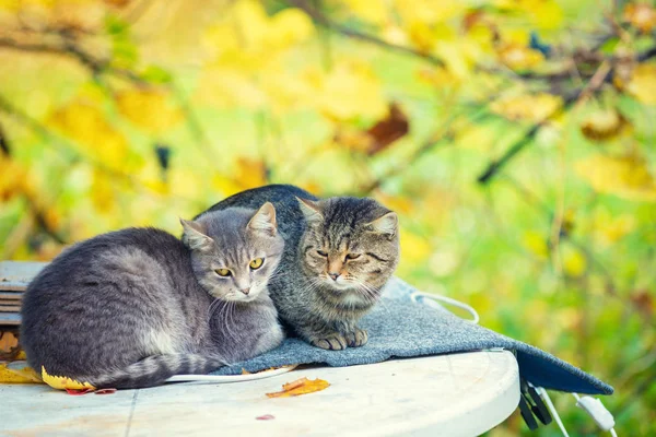 Dois Gatos Relaxantes Par Gatos Deitados Pomar Outono — Fotografia de Stock