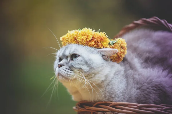 Cat Crowned Floral Wreath Lies Basket Summer Garden — Stock Photo, Image