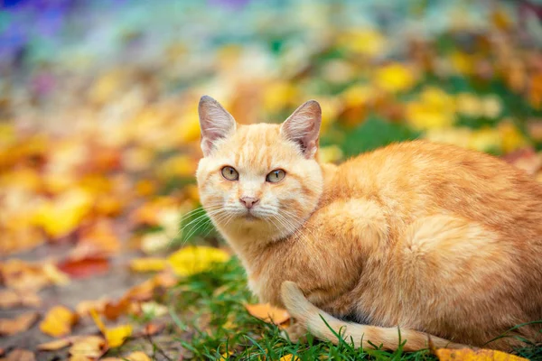 Sad Ginger Cat Sitting Fallen Leaves Autumn Garden — Stock Photo, Image