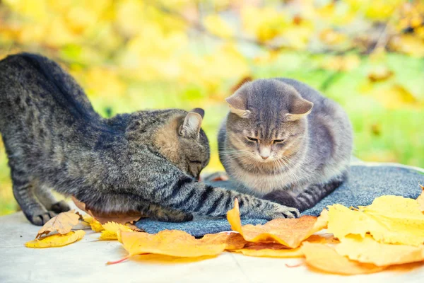 Two relaxing cats. A couple of cats lying in the autumn orchard.