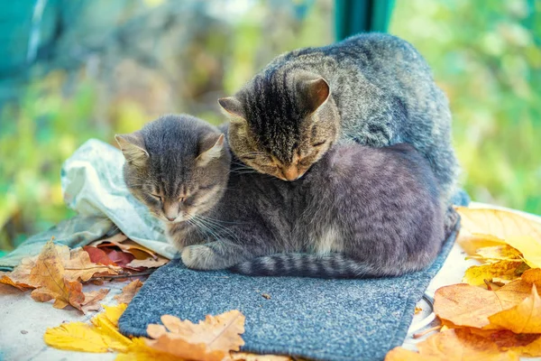 Dois Gatos Dormindo Jardim Outono — Fotografia de Stock