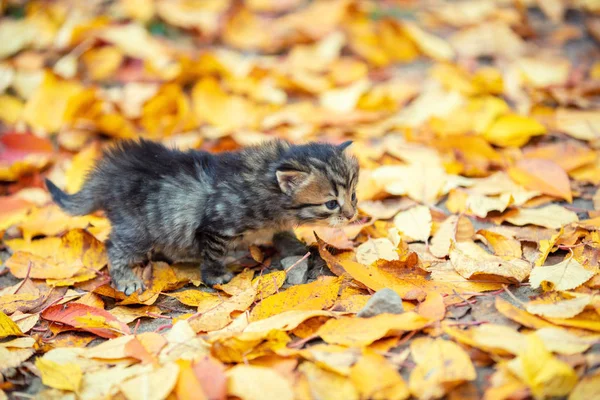 秋の庭の落ち葉の上を子猫が歩く — ストック写真