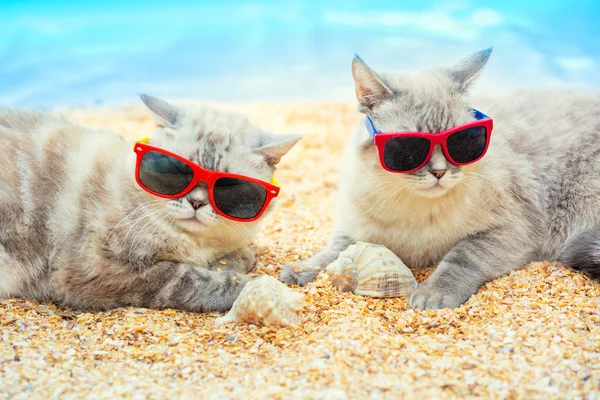 匹の猫がビーチでリラックスしたサングラス — ストック写真
