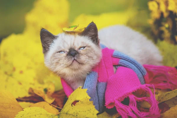 Herbstporträt Eines Kleinen Kätzchens Mit Rosa Grauem Strickschal Katze Läuft — Stockfoto