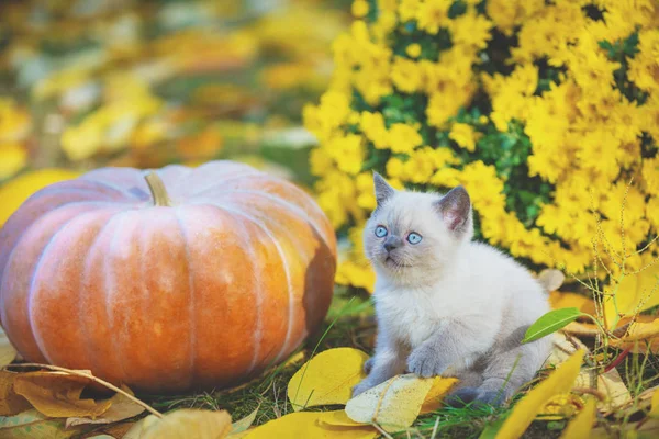小さな子猫が大きなカボチャの近くに座っています 秋の庭の落ち葉の上に子猫が座っている — ストック写真