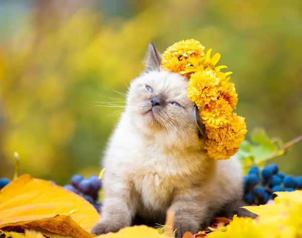 Sonbahar Bahçesinde Bir Kedi Yavrusunun Portresi Kedi Taçlı Çiçek Şapkası — Stok fotoğraf