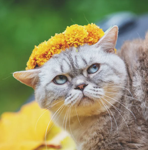 Портрет Кошки Улице Осенью Кошка Короновала Чашу Цветов Лежала Желтых — стоковое фото