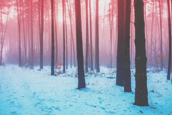 自然の冬の背景 雪の森だ雪に覆われた松の木 冬の自然 クリスマスの背景 芸術的な赤青グラデーションカラー — ストック写真