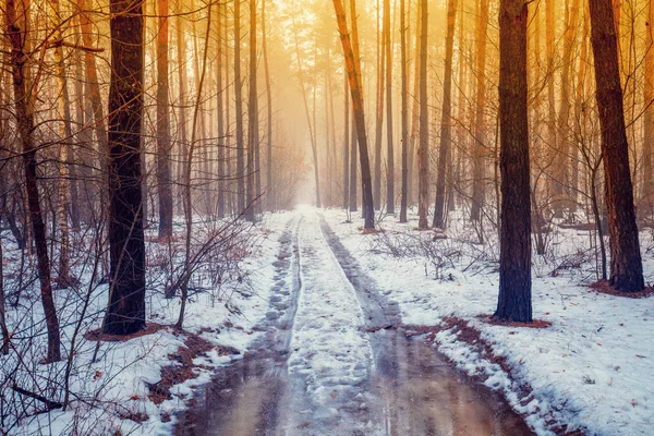 路在冬季松林里解冻的时候 冬季性质 — 图库照片