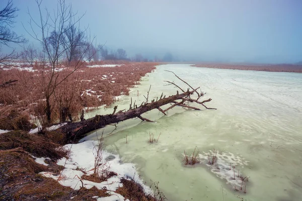 Rural Winter Landscape Frosty Weather Fallen Tree Frozen Lake — Stockfoto