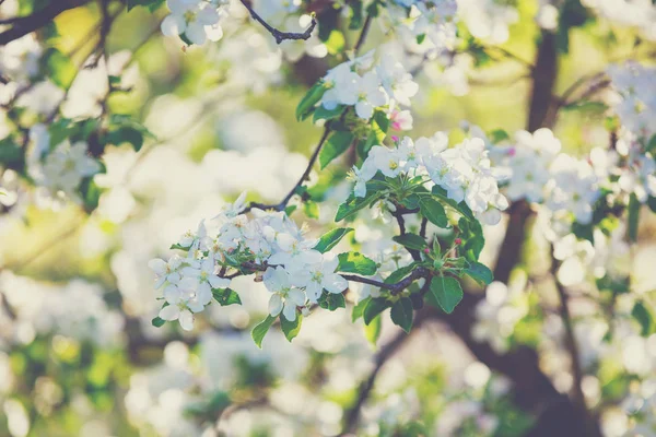 Blossoming Apple Tree Branch Spring Natural Background — Stock Photo, Image