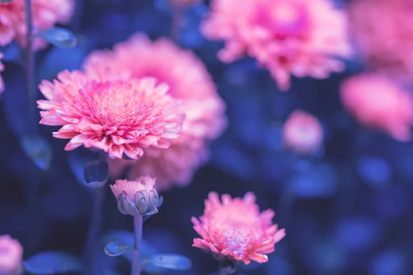 Vintage Λουλούδι Γκαζόν Φόντο Ροζ Χρυσάνθεμα — Φωτογραφία Αρχείου