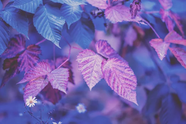 Blackberry Autumn Leaves Nature Background — Stock Photo, Image