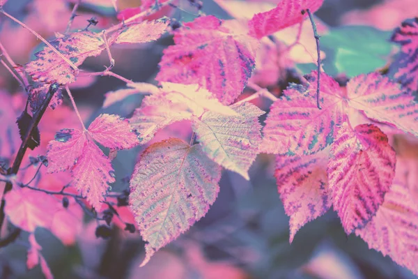 黑莓秋天叶子 自然背景 — 图库照片