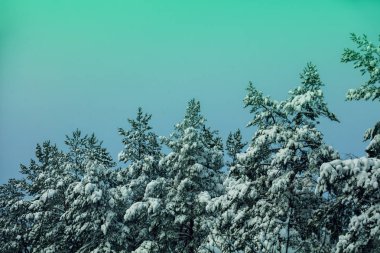 Çam ormanı in rime'ı ile kaplı. Doğal kış arka plan. Kış doğa. Karlı ormanı. Noel arka plan. Gradyan rengi