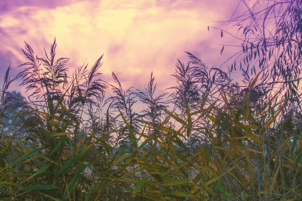 Amanecer Mágico Sobre Lago Mañana Brumosa Paisaje Rural Lakeshore Otoño — Foto de Stock