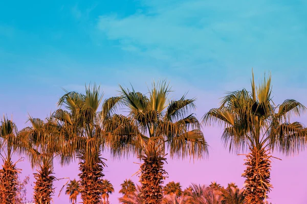 Rij Van Tropische Palmbomen Tegen Zonsondergang Hemel Silhouet Van Hoge — Stockfoto