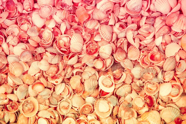 Естественные Абстрактные Красочные Ракушки Текстурный Фон — стоковое фото