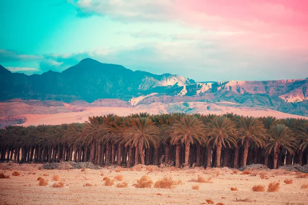 Oasis Desierto Palmeras Desierto Atardecer Plantación Palmeras Sobre Fondo Montañas — Foto de Stock