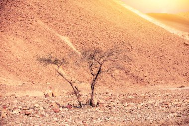 Çölde kurumuş nehir yatağı. Çöl doğa manzarası. Kuru nehir yatağındaki ağaçlar