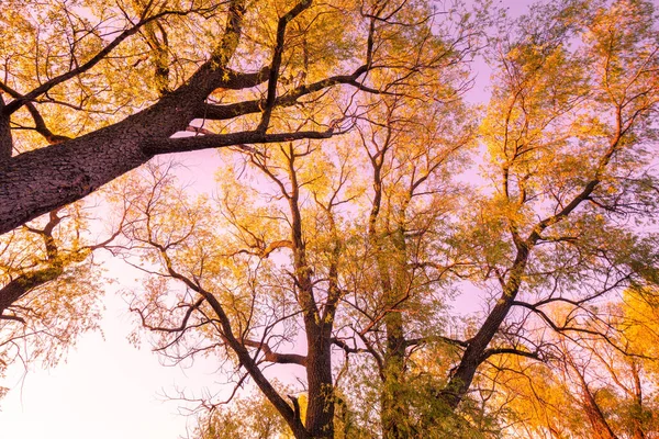 Colorful Vintage Frame Trees Sunset Artistic Color Bottom View — Stock Photo, Image