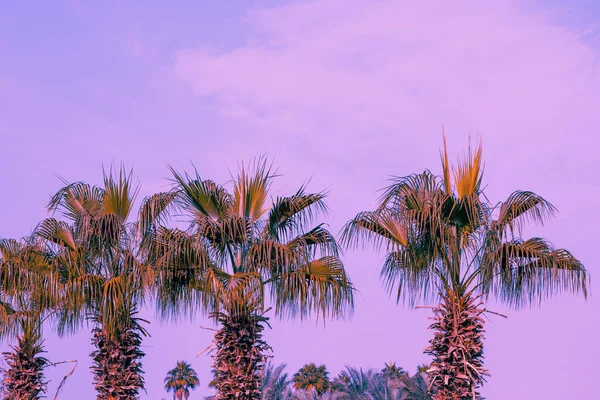 Rij Van Tropische Palmbomen Tegen Zonsondergang Hemel Silhouet Van Hoge — Stockfoto