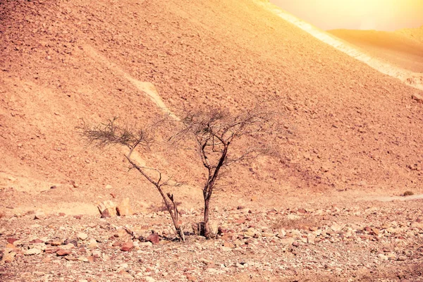 Száraz Folyómeder Sivatagban Sivatagi Természet Táj Fák Száraz Folyómederen — Stock Fotó