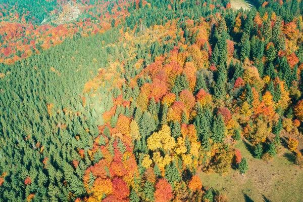 Вид Повітря Гори Осінній Барвистий Ліс Прекрасний Фон Природи — стокове фото