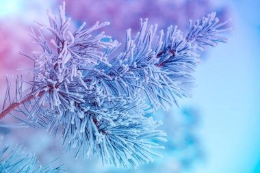 Çamın dalları hoarfrost ile kaplı. Doğal kış arka plan. Kış doğa. Karlı ormanı. Noel arka plan
