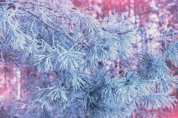 Pine Branches Covered Hoarfrost Natural Winter Background Winter Nature Snowy — Stock Photo, Image