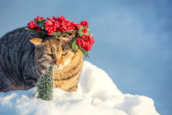 Potret Kucing Yang Mengenakan Karangan Bunga Natal Kucing Berjalan Salju — Stok Foto