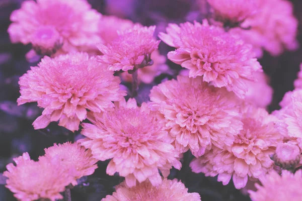 Ανθισμένα Χρυσάνθεμα Λουλούδια Στον Κήπο Φόντο Φύσης Χρώμα Βαθμίδας — Φωτογραφία Αρχείου