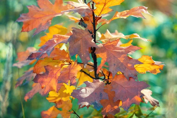 Sonbahar Ormanında Renkli Yaprakları Olan Meşe Dalı Sonbahar Doğa Arkaplanı — Stok fotoğraf