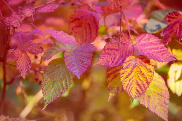 Böğürtlen Renkli Sonbahar Yaprakları Doğa Arkaplanı — Stok fotoğraf